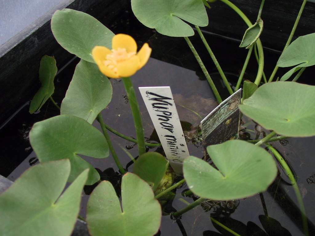 Nuphar minima (Variegata).jpg